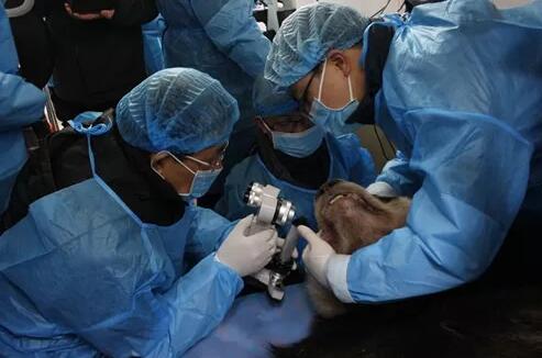 4月25日,应成都大熊猫繁育研究基地的邀请,成都太阳成tyc7111cc业务院长、四川大学华西医院原眼科主任、博士生导师罗清礼教授,特地前往该基地为生病的大熊猫进行了会诊1.jpg 4月25日,应成都大熊猫繁育研究基地的邀请,成都太阳成tyc7111cc业务院长、四川大学华西医院原眼科主任、博士生导师罗清礼教授,特地前往该基地为生病的大熊猫进行了会诊1.jpg