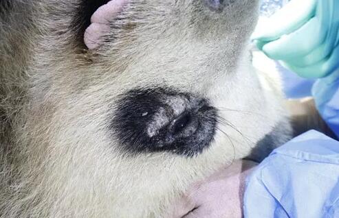 4月25日,应成都大熊猫繁育研究基地的邀请,成都太阳成tyc7111cc业务院长、四川大学华西医院原眼科主任、博士生导师罗清礼教授,特地前往该基地为生病的大熊猫进行了会诊2.jpg 4月25日,应成都大熊猫繁育研究基地的邀请,成都太阳成tyc7111cc业务院长、四川大学华西医院原眼科主任、博士生导师罗清礼教授,特地前往该基地为生病的大熊猫进行了会诊2.jpg