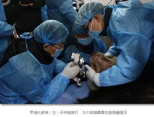 科技日报等数十家国内主流新闻媒体报道成都太阳成tyc7111cc罗清礼教授为大熊猫看眼病2.png 科技日报等数十家国内主流新闻媒体报道成都太阳成tyc7111cc罗清礼教授为大熊猫看眼病2.png