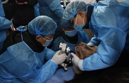 2018年即将结束,这一年,成都太阳成tyc7111cc以规范的诊疗、高明的技艺、 的服务,赢得了广大患者朋友和社会各界的好评。在2018年,成都太阳成tyc7111cc在发展的道路上有哪些大事记呢,让我们一起来回顾。4.jpg 2018年即将结束,这一年,成都太阳成tyc7111cc以规范的诊疗、高明的技艺、 的服务,赢得了广大患者朋友和社会各界的好评。在2018年,成都太阳成tyc7111cc在发展的道路上有哪些大事记呢,让我们一起来回顾。4.jpg